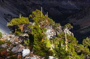 Bristlecones on Tioga Pass-8961.jpg Bristlecones on Tioga Pass-8961.jpg